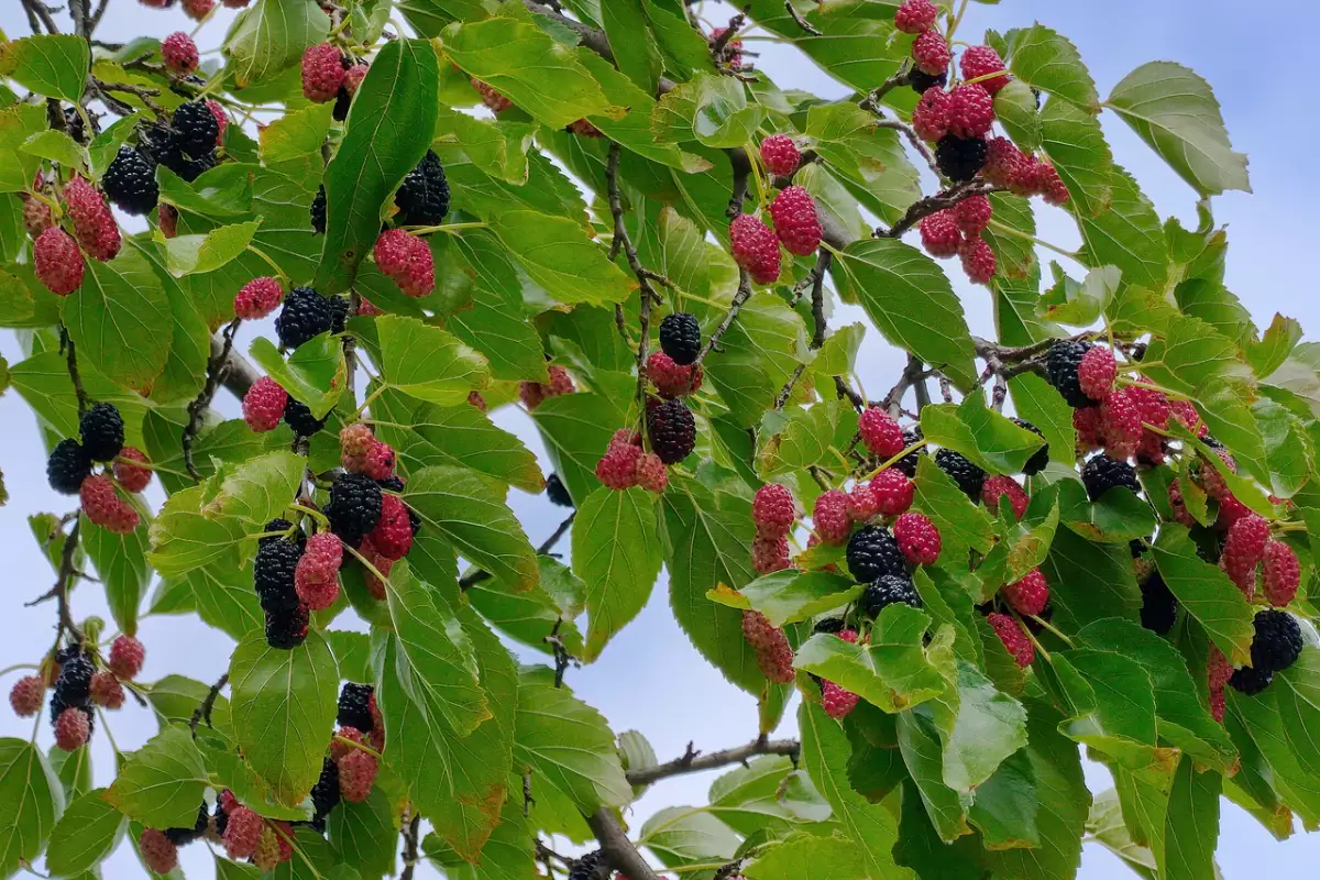 Weder Himbeere noch Brombeere. Diese Beere findet man in Gärten und Parks. Eine echte Delikatesse, die gut für das Herz ist.